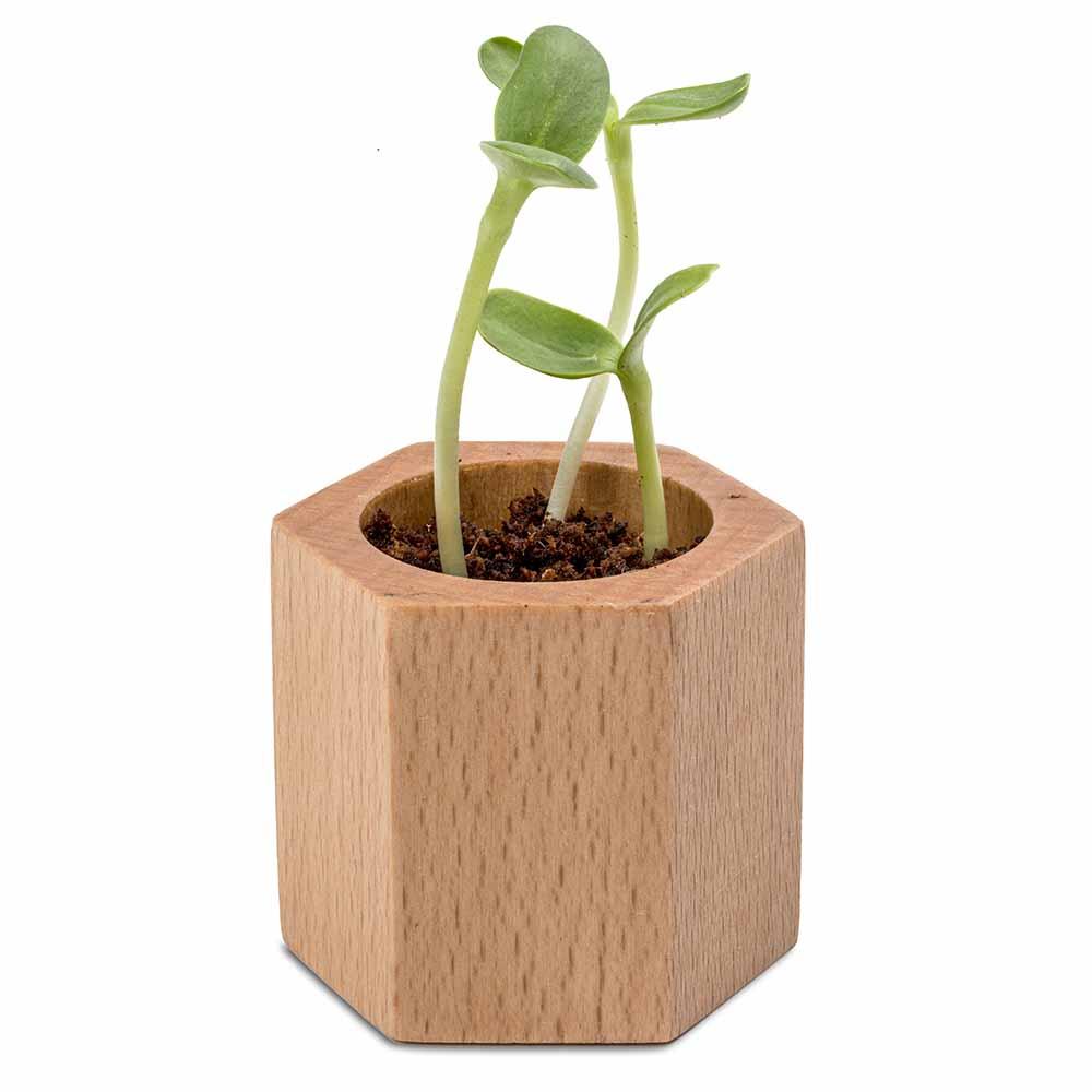 Pflanz-Holz Hexagon mit Samen - Ostern - Gewürzpaprika